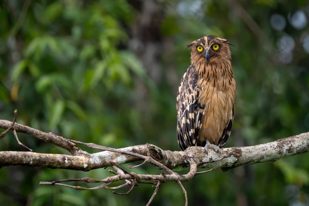 Indischer Fischuhu (Ketupa ketupu)
