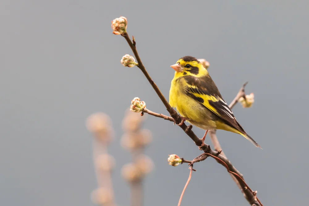 Indischer Girlitz (Chloris spinoides)