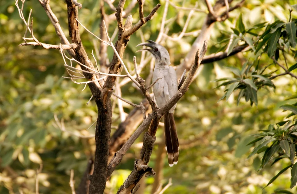Indischer Hornvogel (ocyceros birostris)