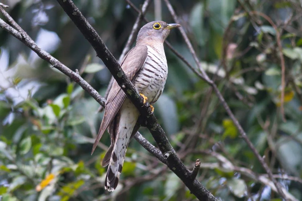 Indischer Kuckuck (Cuculus micropterus)