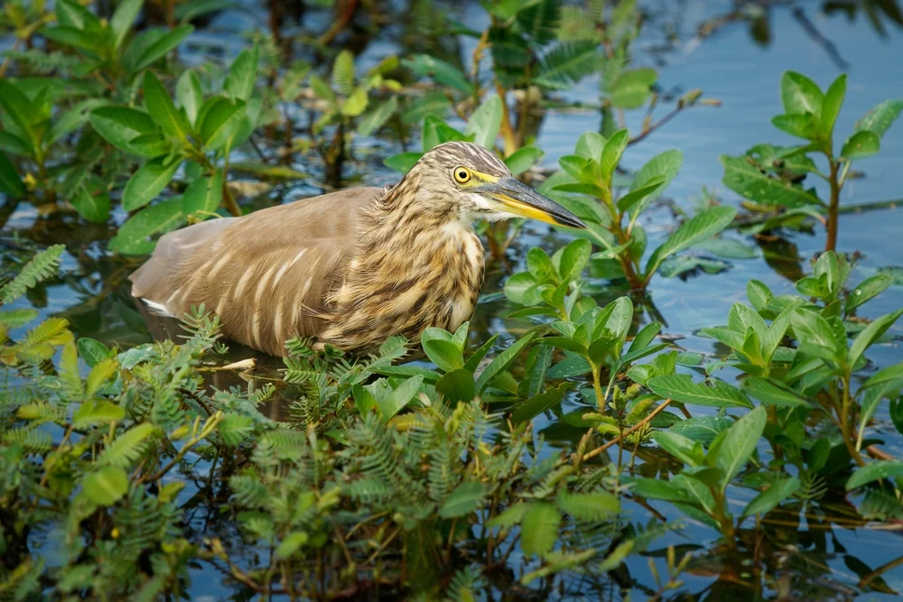 Indischer Rallenreiher (Ardeola grayii)
