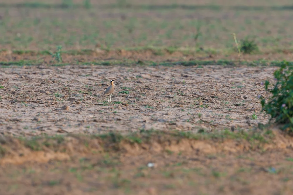 Indischer Renner (Cursorius coromandelicus)
