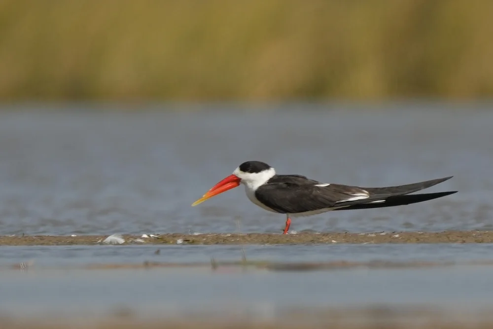 Indischer Säbelschnäbler (Rynchops albicollis)