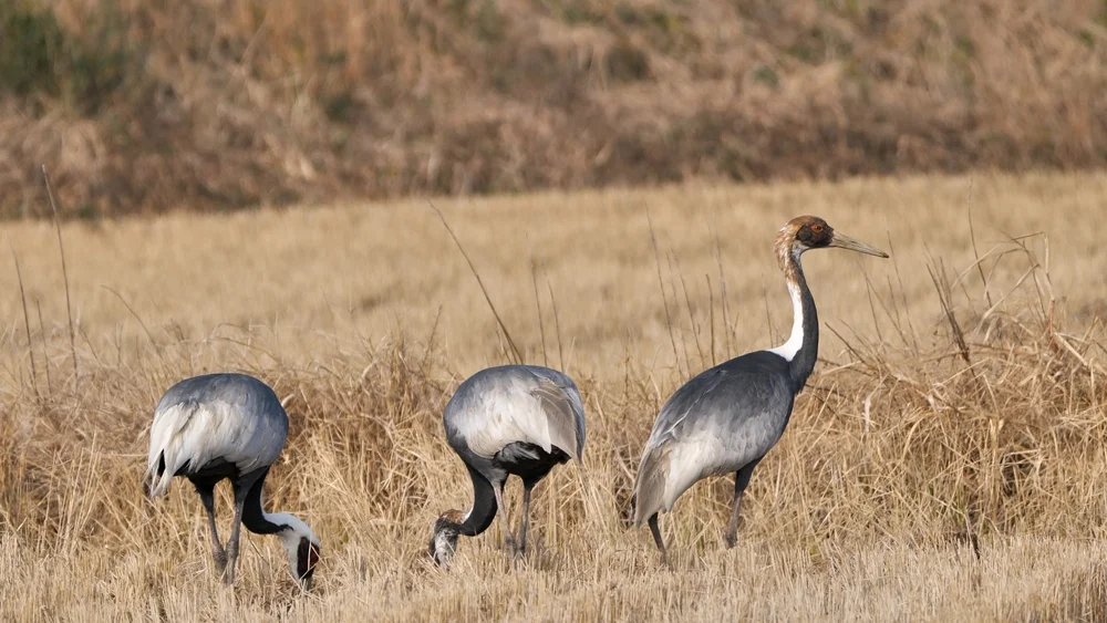 Indischer Saruskranich (Antigone vipio)
