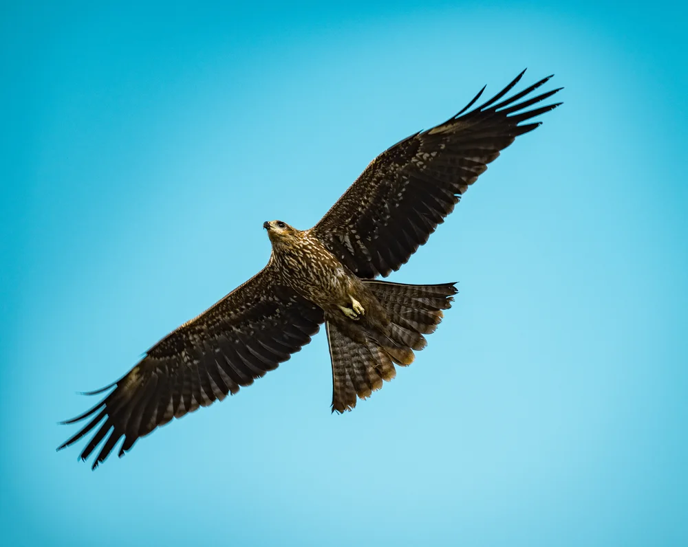 Indischer Schreiseeadler (Clanga hastata)