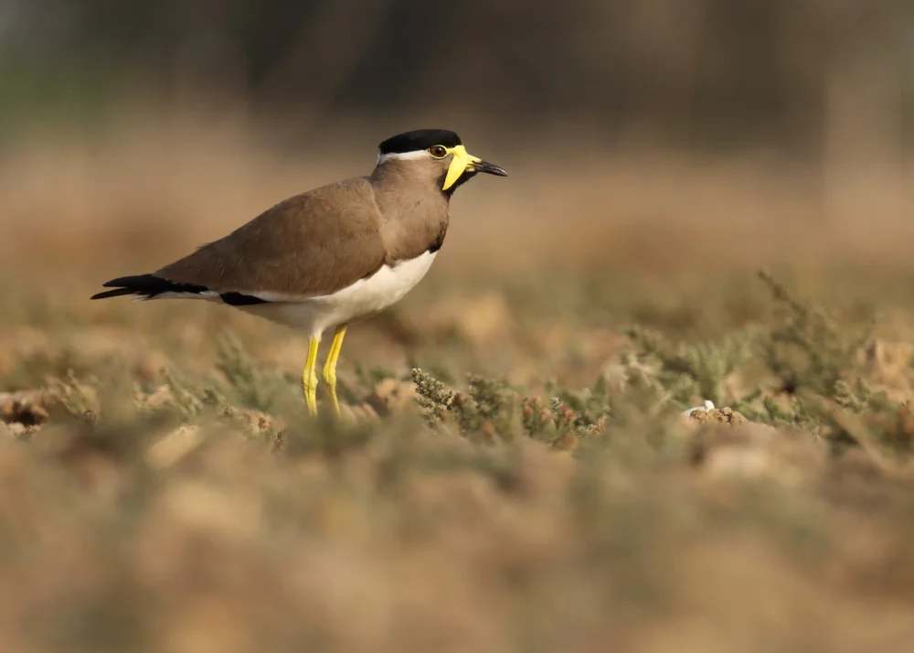 Indischer Spornkiebitz (Vanellus malabaricus)