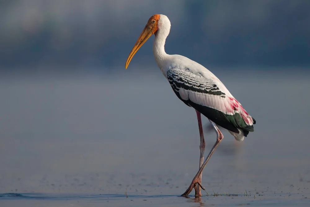 Indischer Tigerreiher (Mycteria leucocephala)