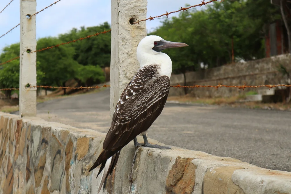 Indischer Tölpel (Sula variegata)