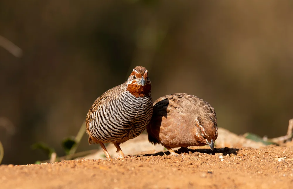 Indisches Buschwachtel (Perdicula asiaticajungle)