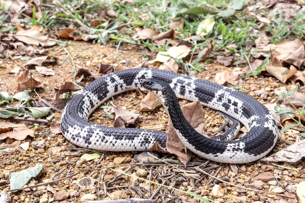 Indochinesische Spritzkobra (Naja siamensis)