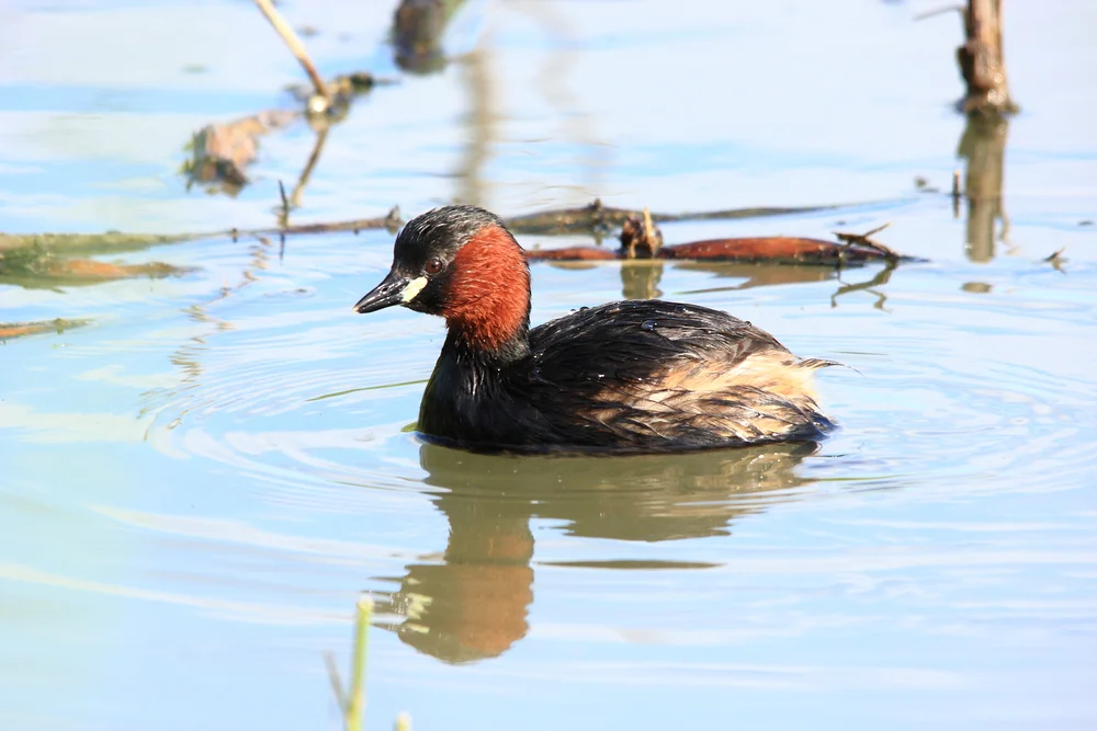 Indonesischer Zwergtaucher (Tachybaptus rufolavatus)