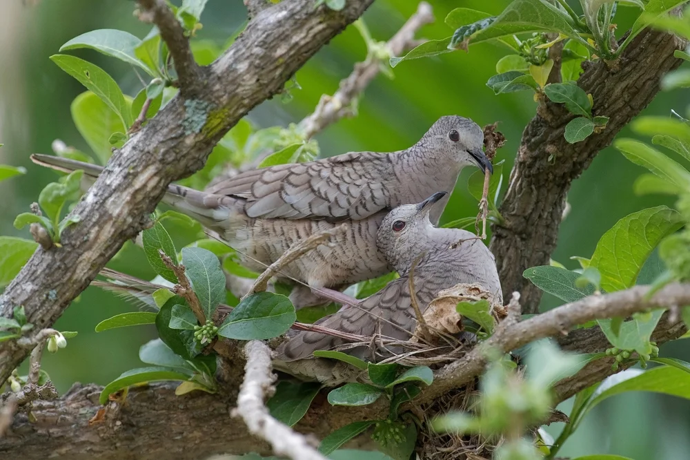 Inka-Erdtaube (Columbina inca)