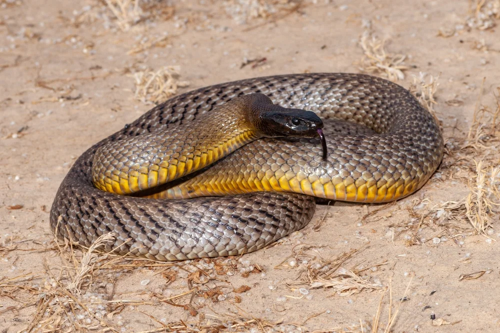 Inland-Taipan (Oxyuranus microlepidotus)