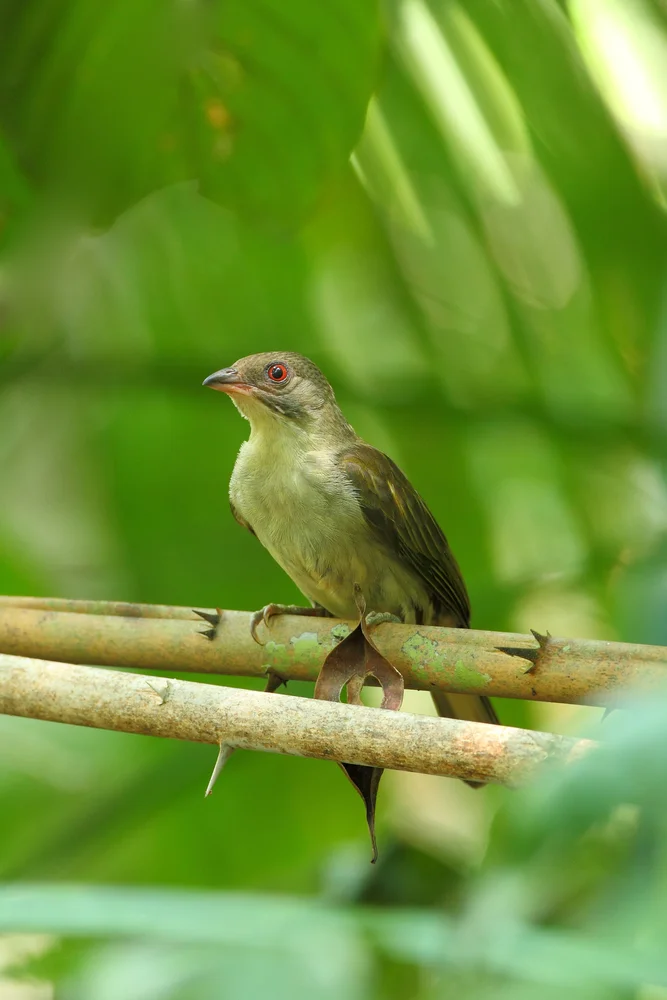 Insel-Honiganzeiger (Indicator archipelagicus)