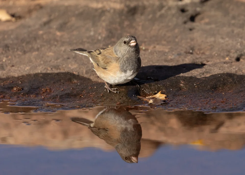Inselammer (Junco insularis)
