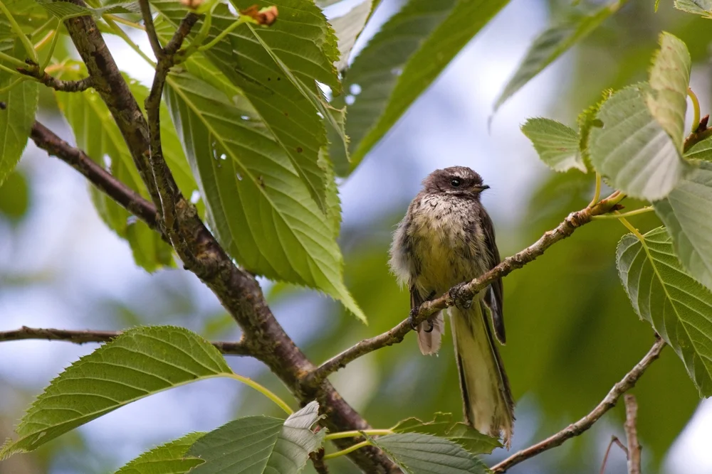 Iphis-Monarch (Pomarea iphis)