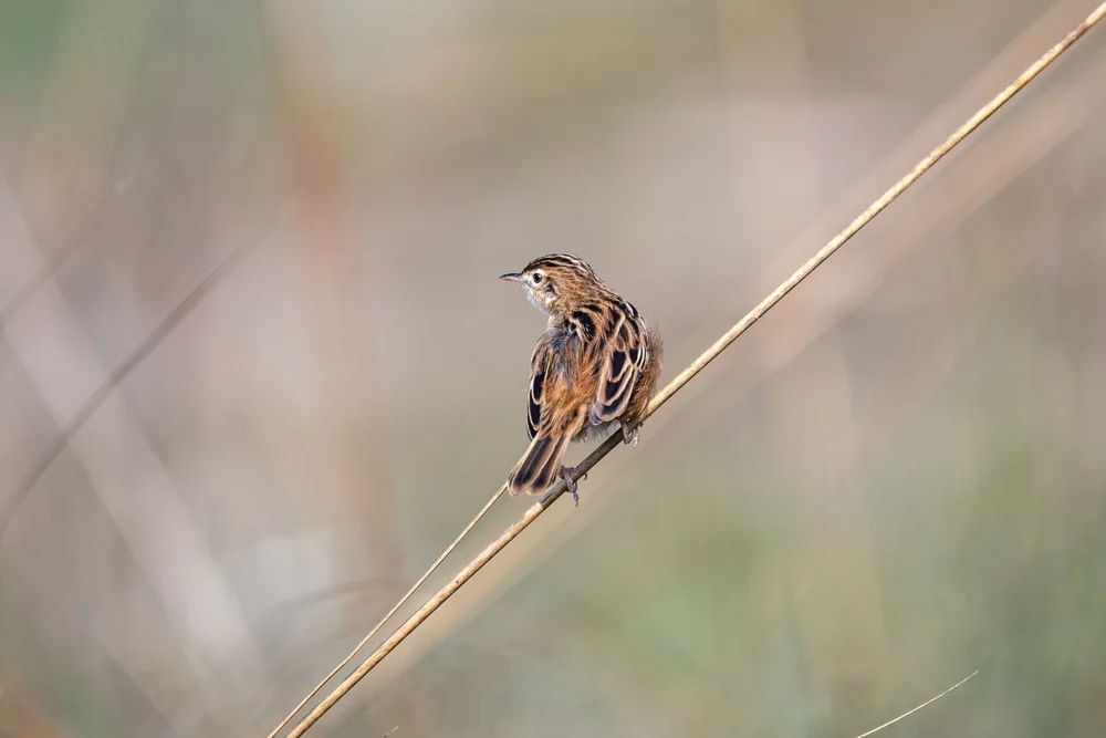 Irrer Cistensänger (Cisticola aberrans)