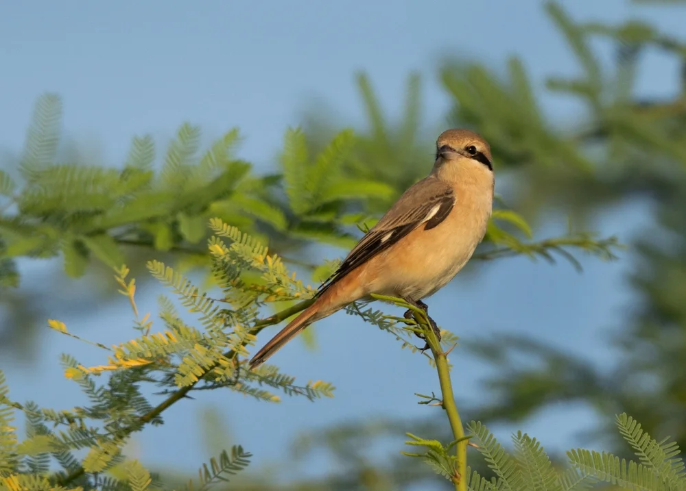 Isabell-Würger (Lanius isabellinus)