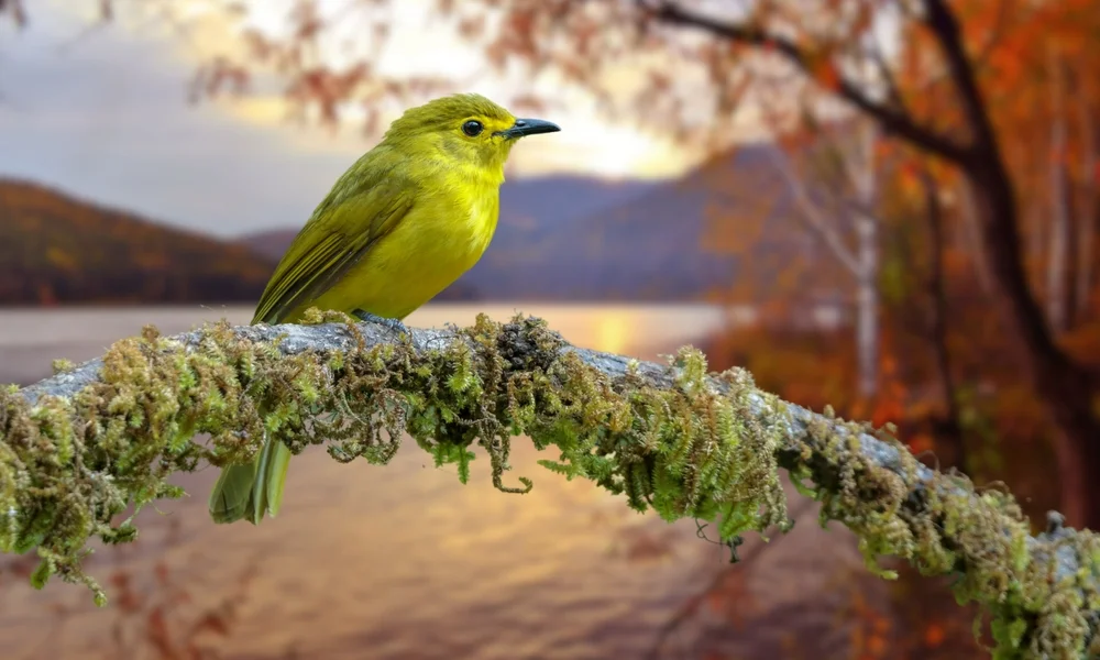 Isabellapirol (Oriolus isabellae)