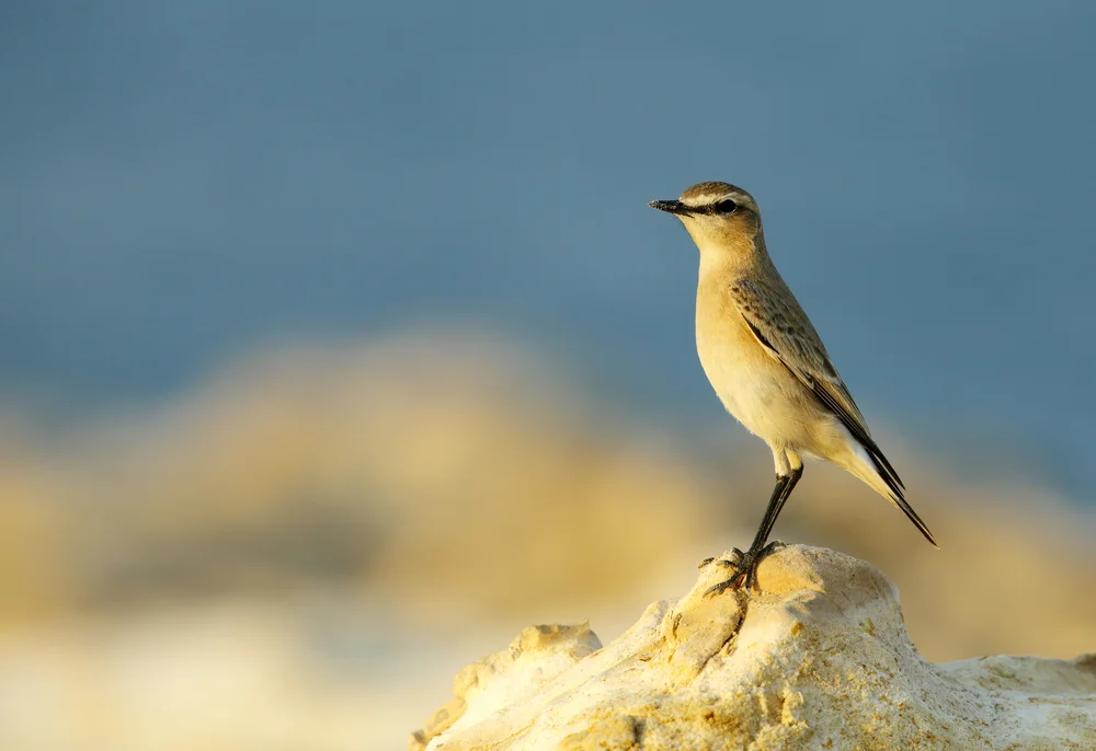 Isabellsteinschmätzer (Oenanthe isabellina)