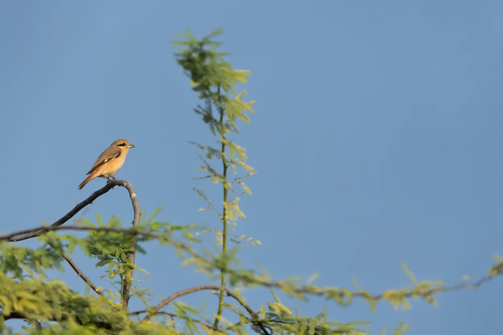 Isabellwürger (Lanius isabellinus)