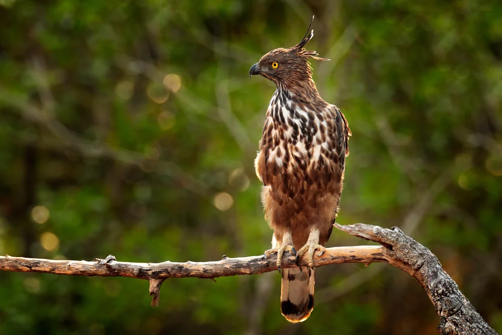 Isidors Adler (Spizaetus isidori)