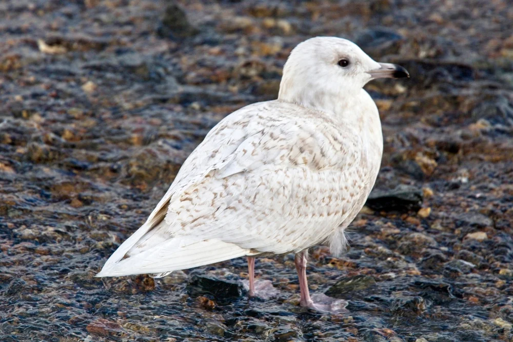 Islandmöwe (Larus glaucoides)