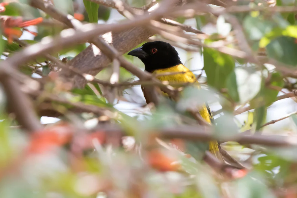 Jackson-Weber (Ploceus jacksoni)