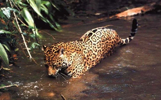 Jaguar