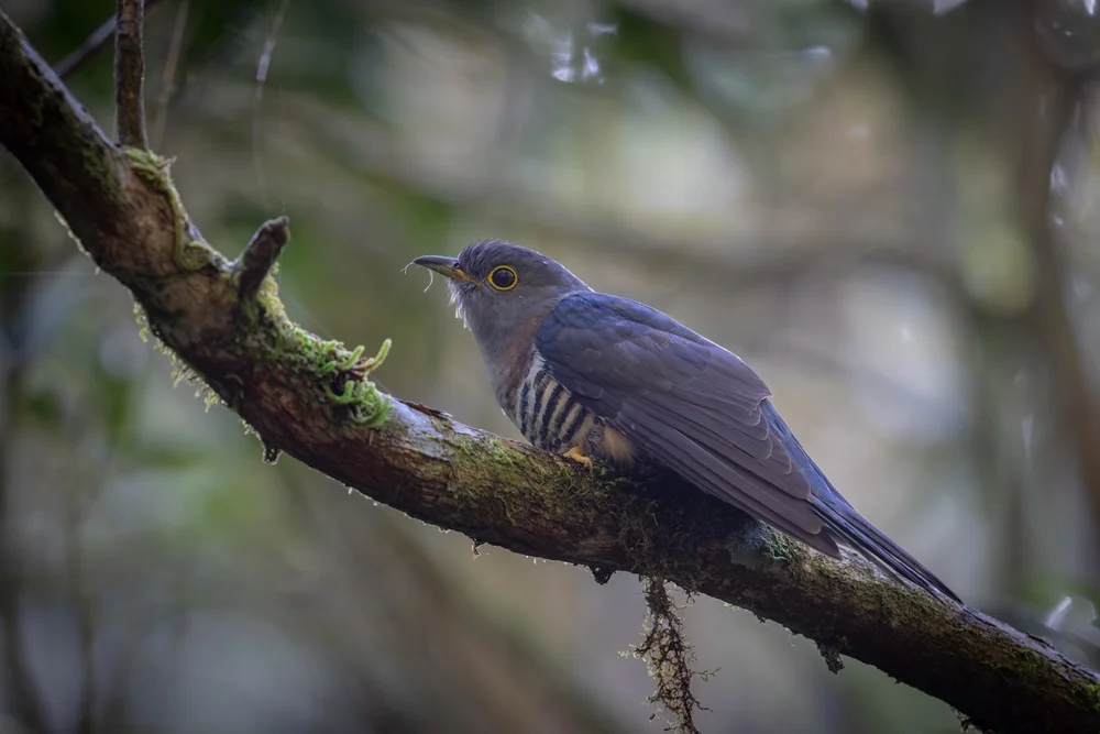Jakobinerkuckuck (Cuculus lepidus)