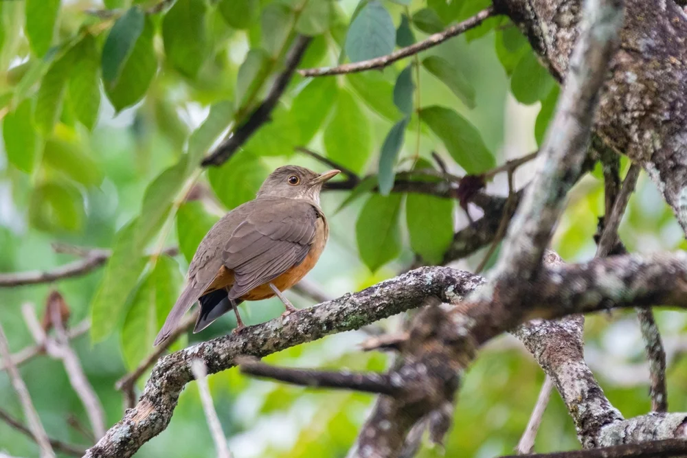 Jamaika-Drossel (Turdus jamaicensis)