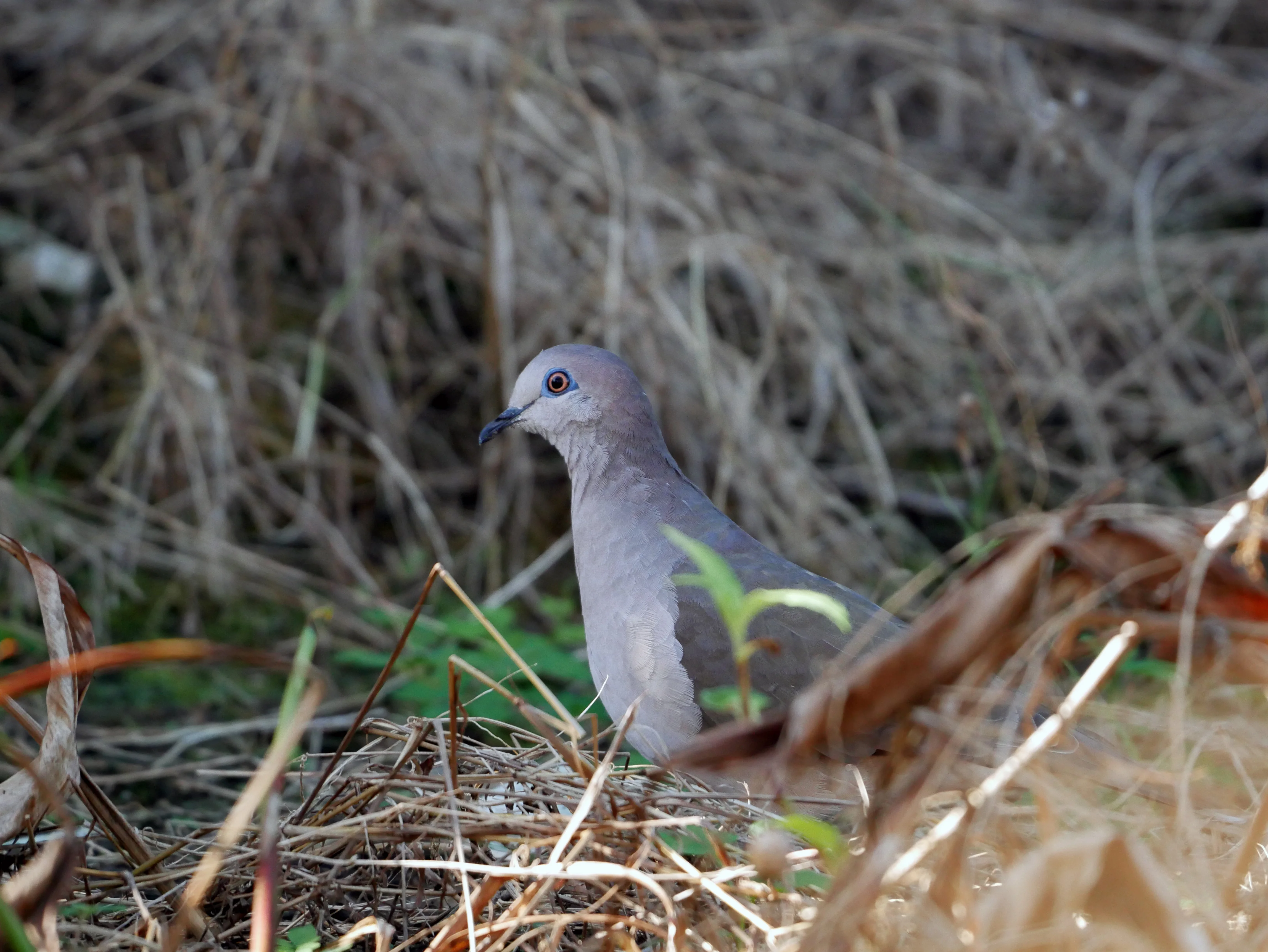 Jamaika-Fruchttaube (Leptotila jamaicensis)