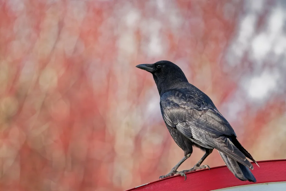 Jamaika Krähe (Corvus jamaicensis)
