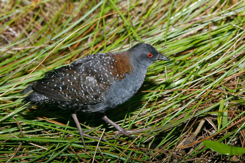 Jamaika-Sumpfhuhn (Laterallus jamaicensis)