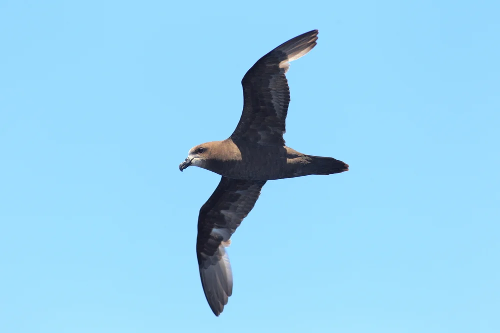 Jamaikasturmvogel (Pterodroma caribbaea)