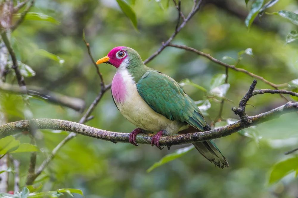 Jambu-Fruchttaube (Ptilinopus jambu)