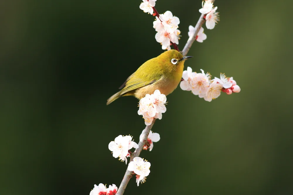 Japan-Brillenvogel (Japan-Brillenvogel)