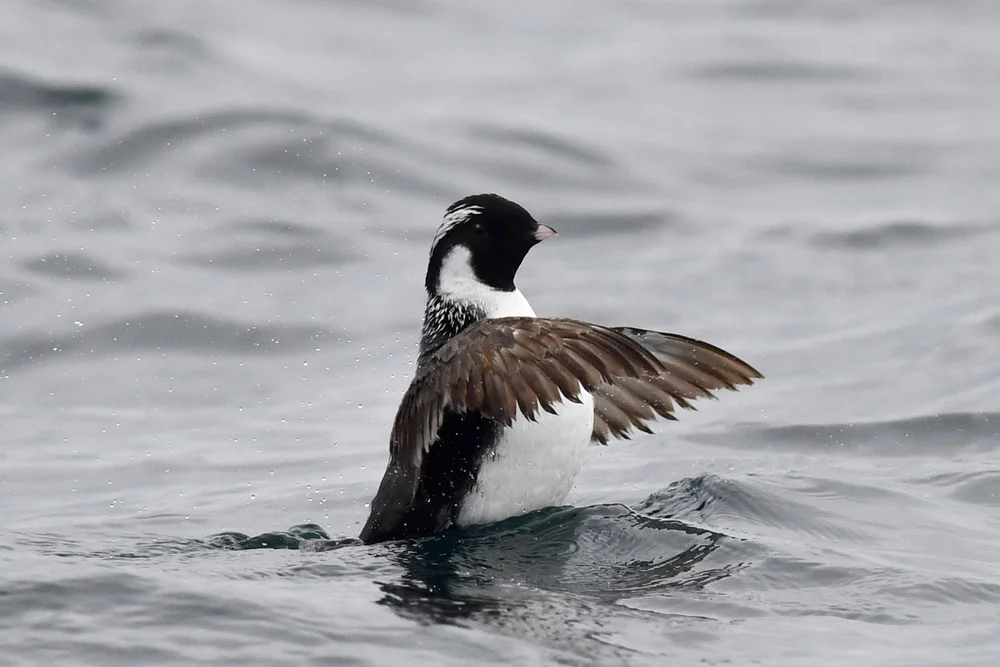 Japan-Sturmschwalbe (Synthliboramphus wumrusume)