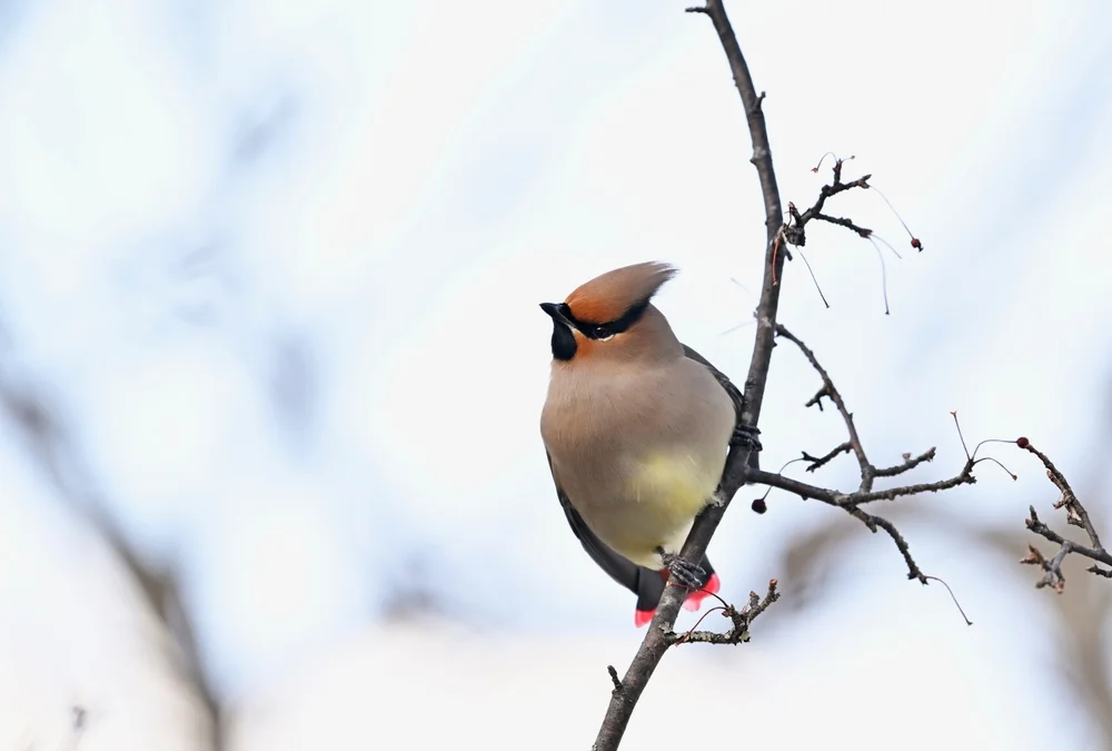 Japanausdrossel (Bombycilla japonica)