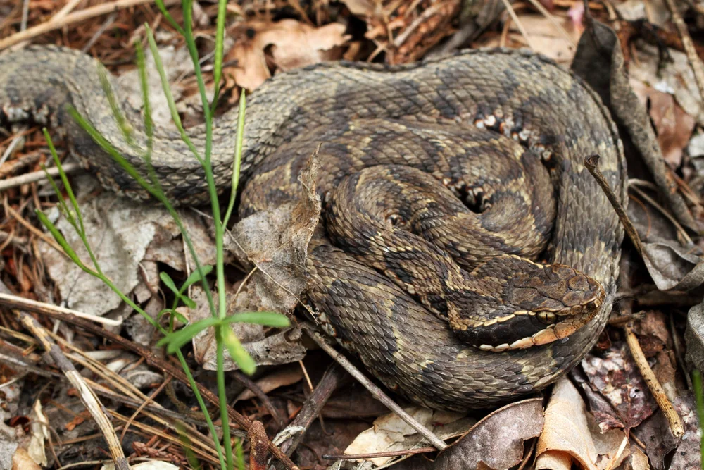 Japanische Berg-Lanzenotter (Gloydius blomhoffii)