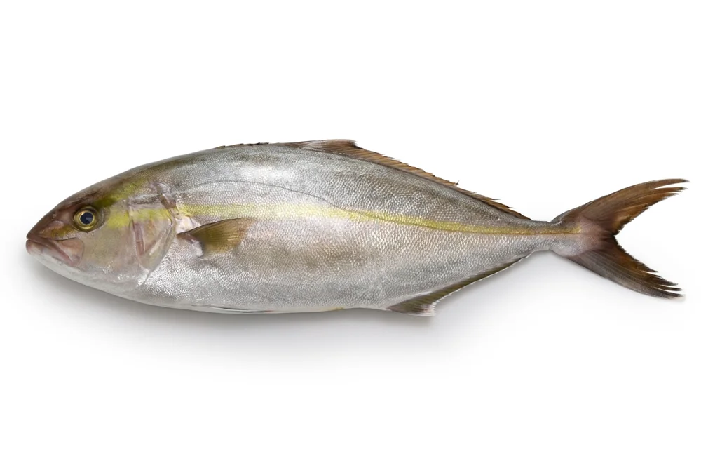 Japanische Bernsteinmakrele (Seriola quinqueradiata)