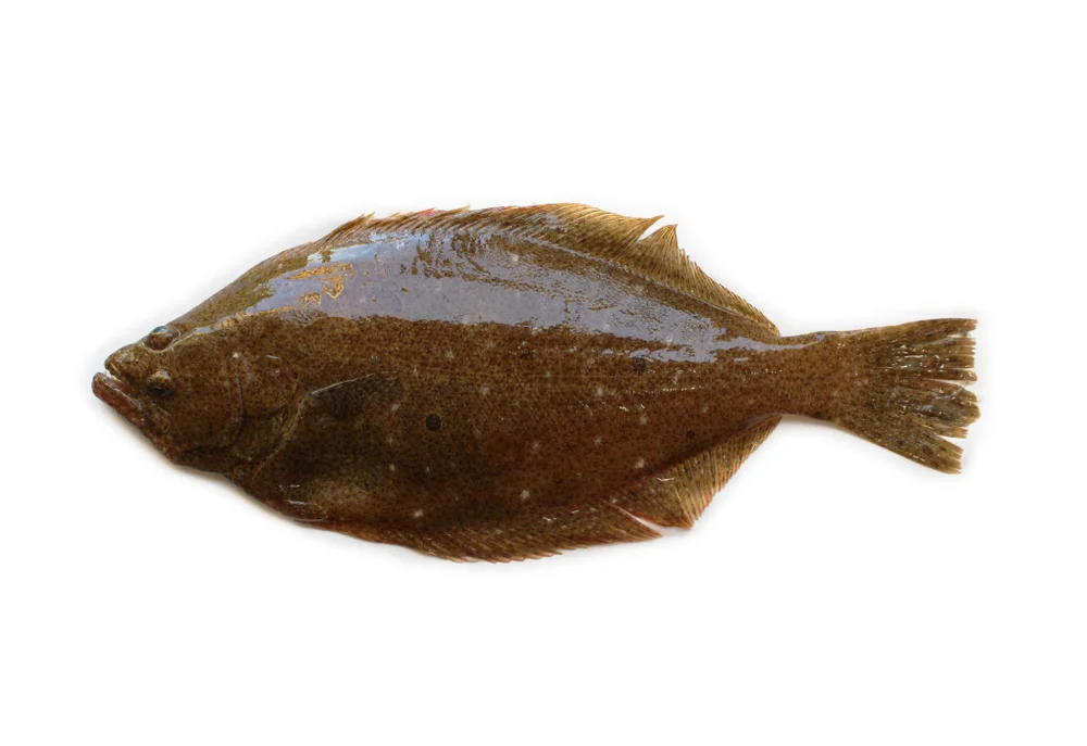 Japanische Flunder (paralichthys olivaceus)