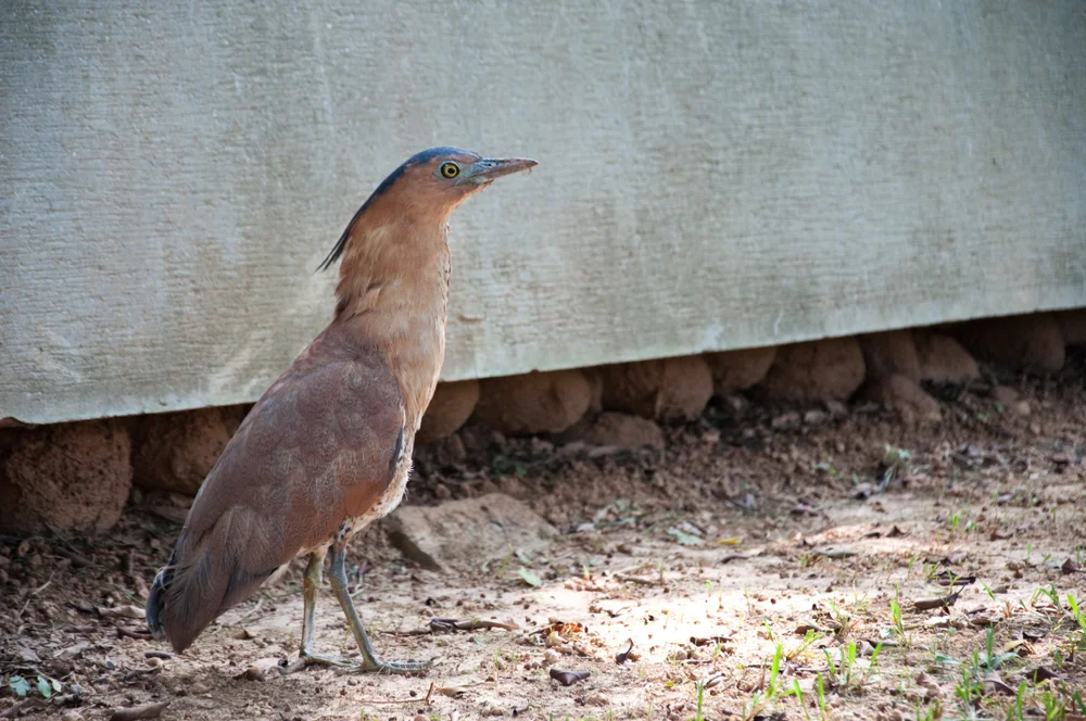 Japanische Nachtreiher (Gorsachius goisagi)