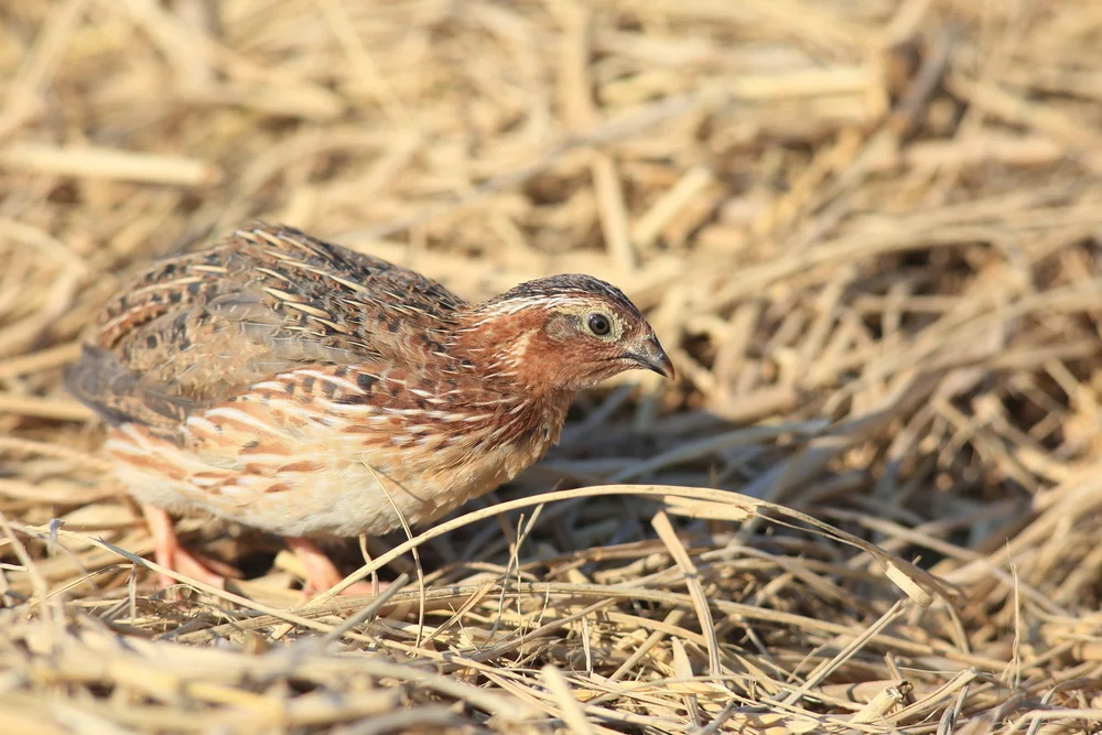 Japanische Wachtel (Coturnix japonica)