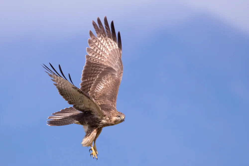 Japanischer Bussard (Buteo japonicus)