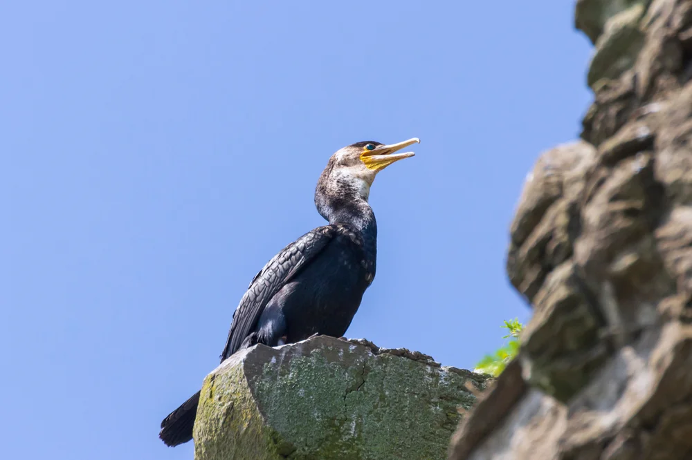 Japanischer Kormoran (Phalacrocorax capillatus)