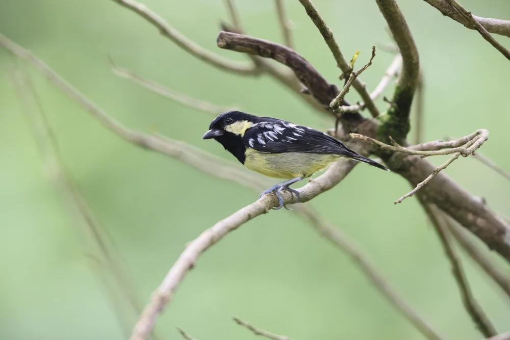 Japanmeise (Periparus elegans)