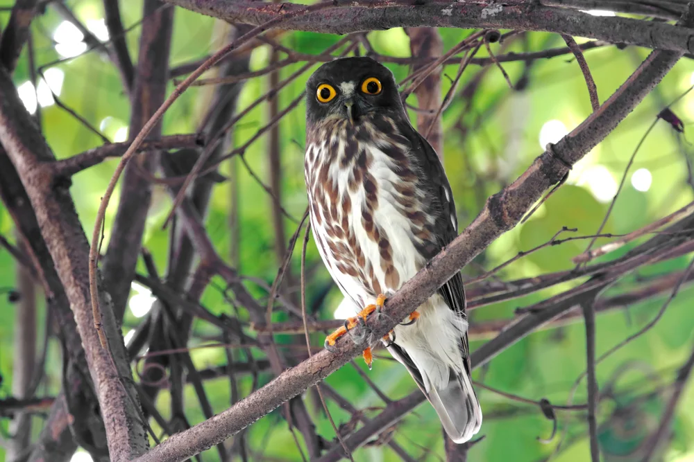 Japanwaldkauz (Ninox japonica)