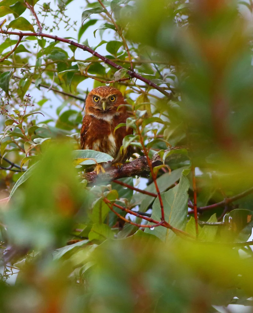 Jardines Zwergkauz (Glaucidium jardinii)