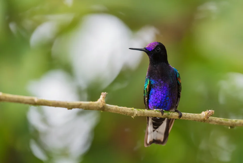 Jardins Laubsänger (Boissonneaua jardini)